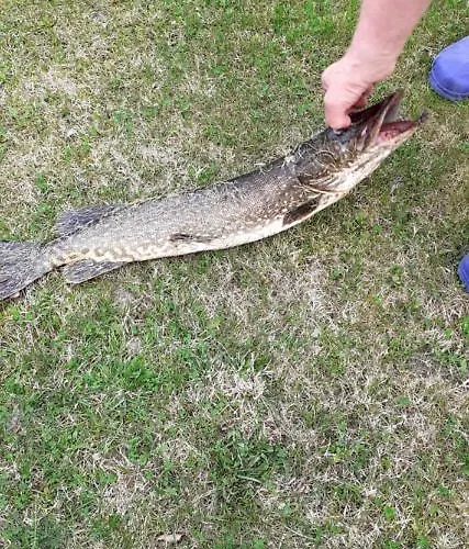 Villa Niki Telataipale